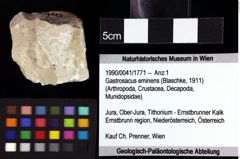 Foto (Objket + Etiketten) von Pithonoton sp. 